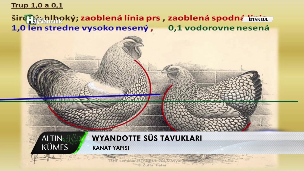 Altın Kümes - Wyandotte Süs Tavukları