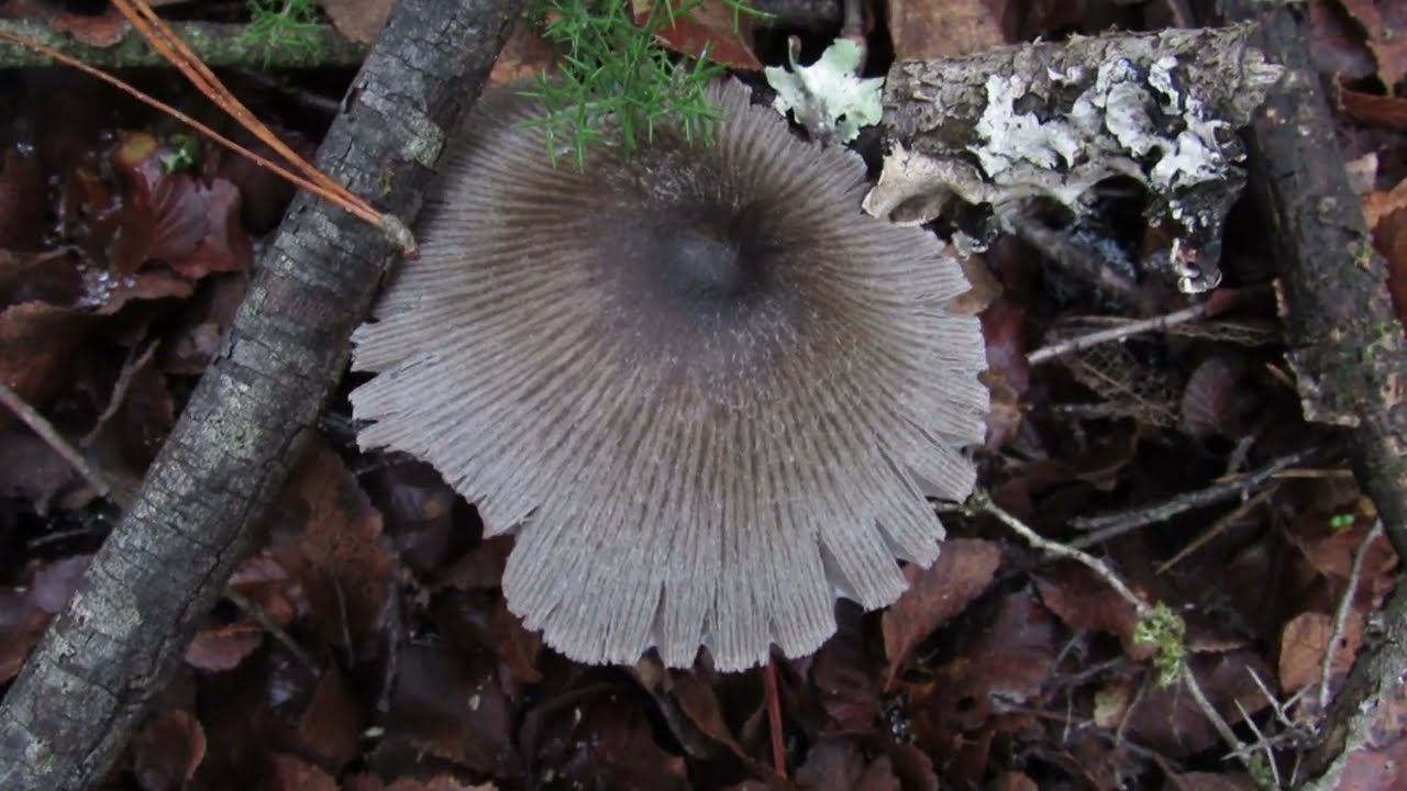 PRECORDILLERA, Donde Los Arboles Mueren De Viejos. RUTAFAUNA serie documental de naturaleza chilena