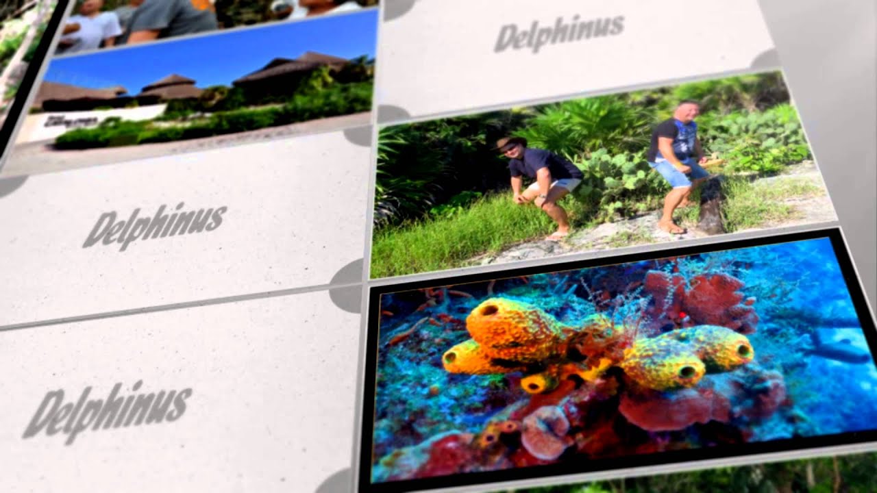 Meksyk 2015   Delphinus