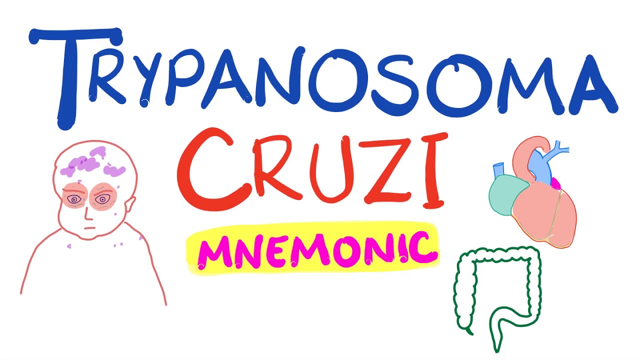 Trypanosoma Cruzi Mnemonic | Chagas Disease
