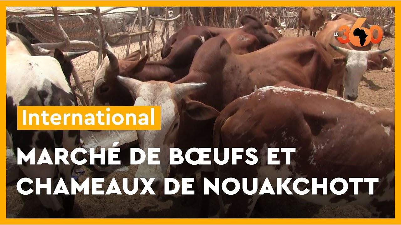 Mauritanie: un tour chez les vendeurs du gros bétail de Nouakchott