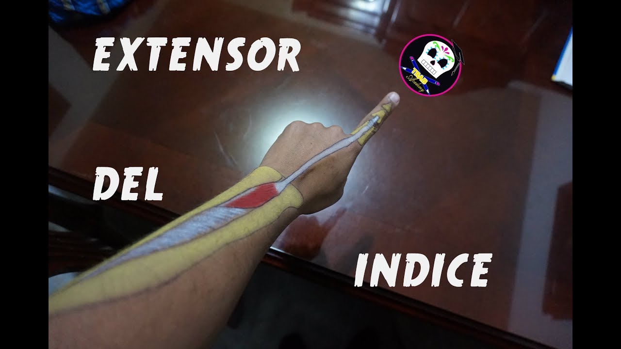 Extensor del Indice/ Anatomía