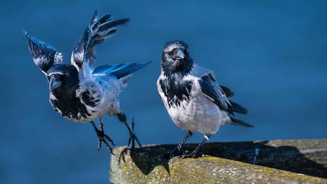 Do You know How Long Crows Live? Lifespan Crows