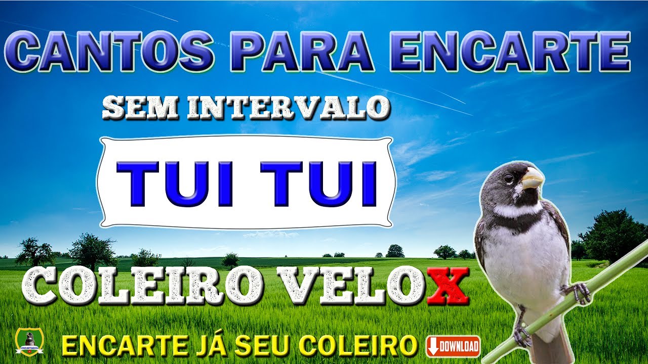 COLEIRO VELOX - TUI TUI FIBRA - SEM INTERVALO PARA ENCARTE