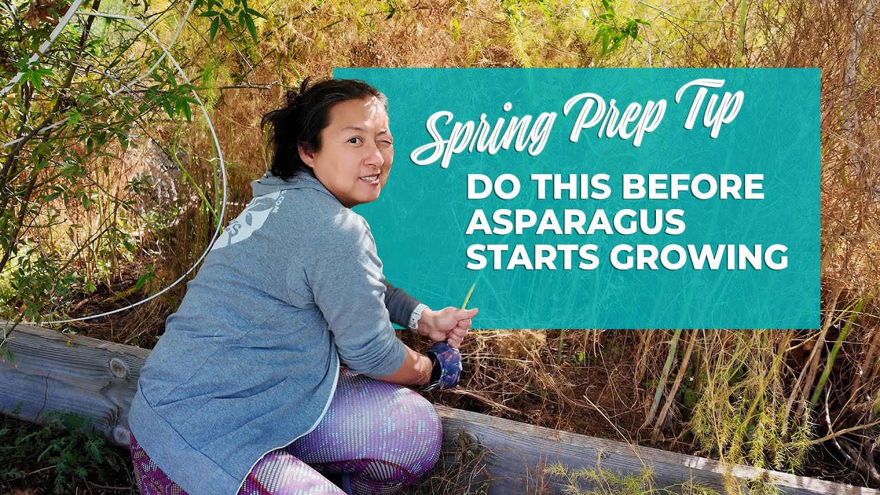 Do This Before Asparagus Starts Growing (Spring Prep Tip)