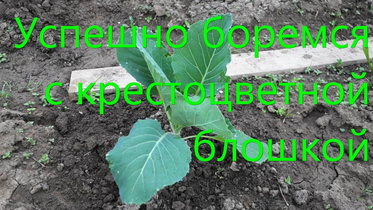 Успешно боремся с крестоцветной блошкой (54 01.06.16)