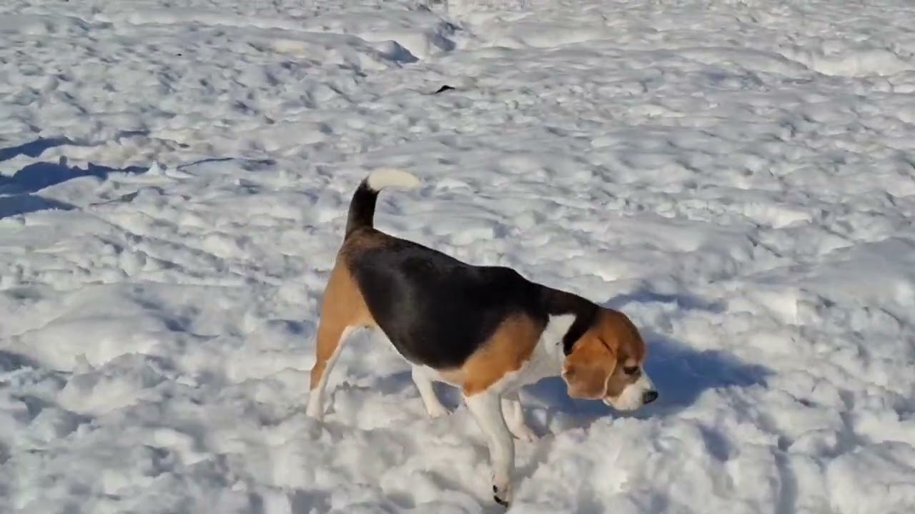 Вот это настоящая весна!