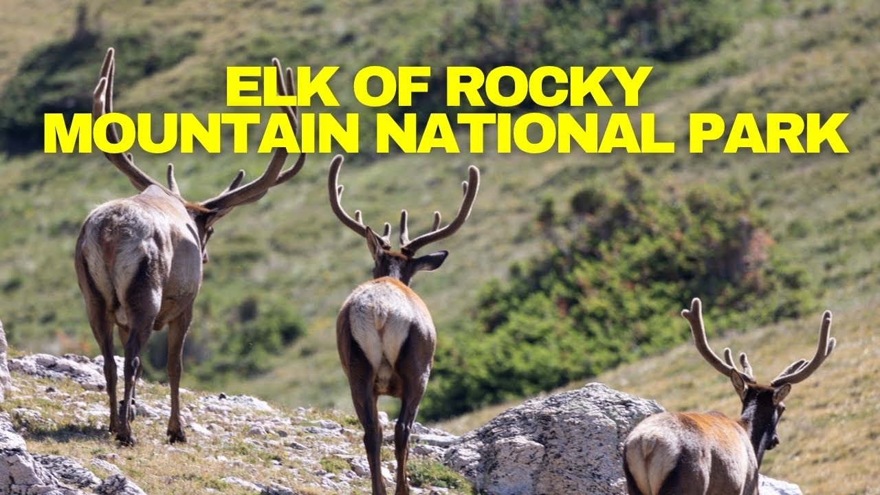 🦌🏔️Witness the Majestic Elk Herd of Rocky Mountain National Park 🦌 | Wildlife in Colorado