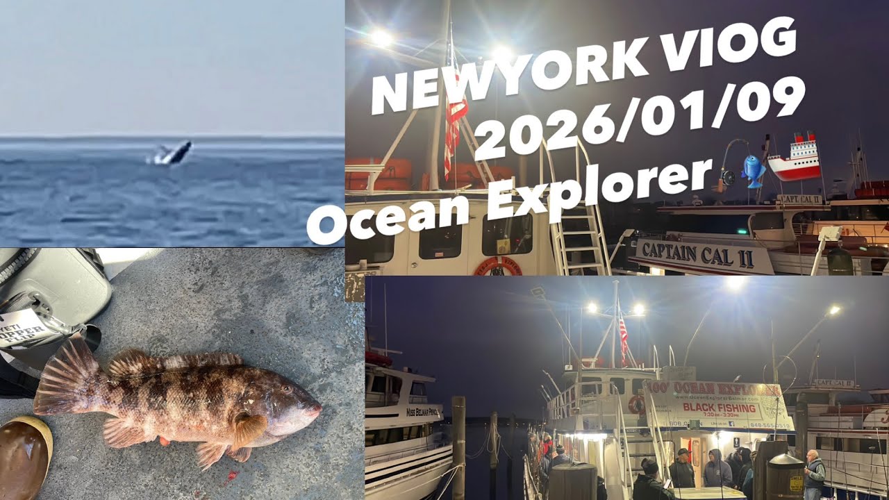 미국 뉴욕_뉴저지 벨마(NewJersey Belma) Ocean Explorer 배낚시 Blackfish 돔 미국바다 고래(whale)