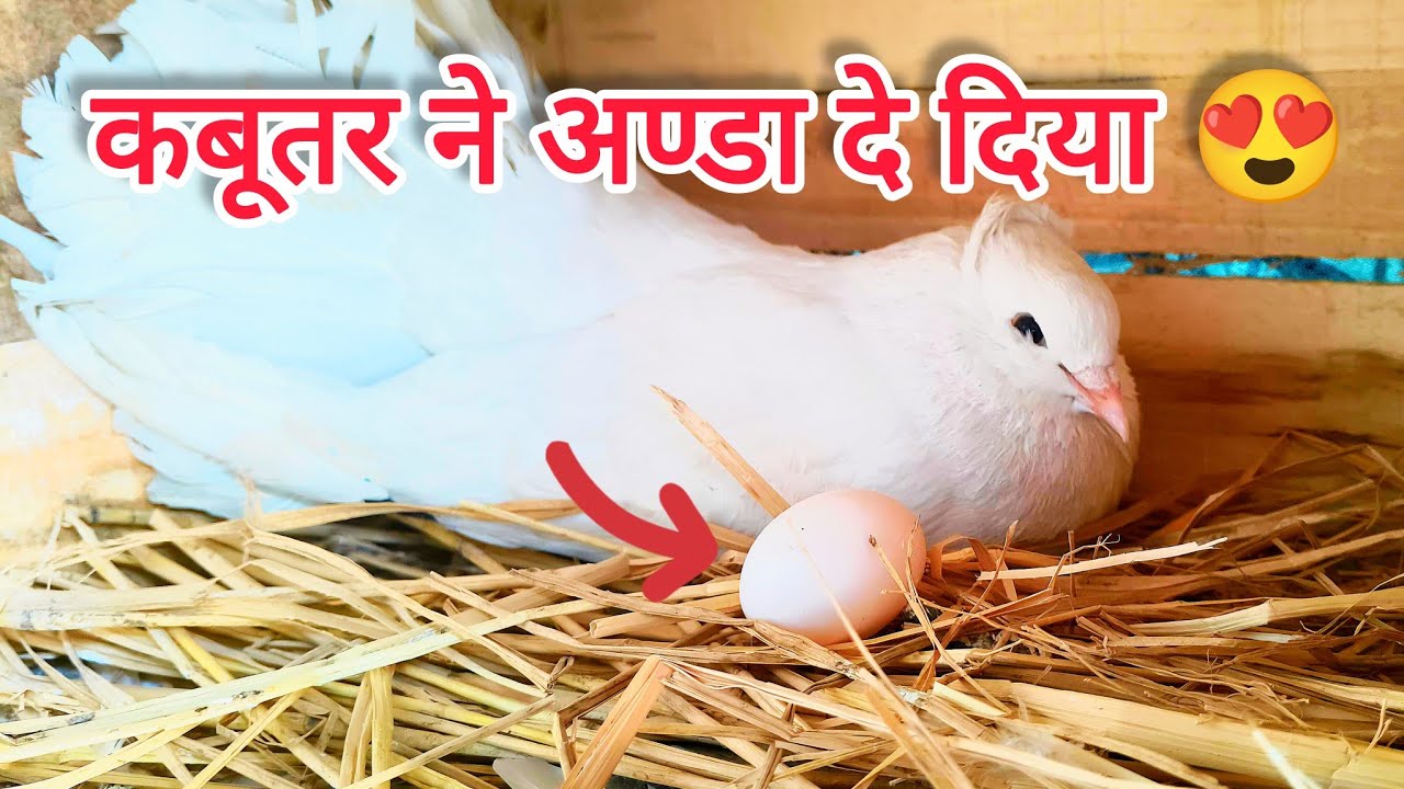 Aaj Kabutri Ne Andee De Diyee ❤️❤️