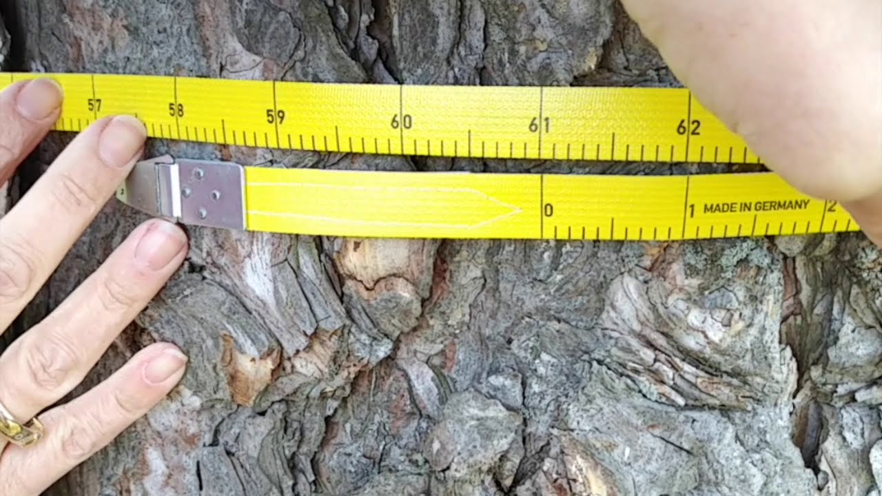 Using a DBH Tape to Measure Tree Diameter at Breast Height