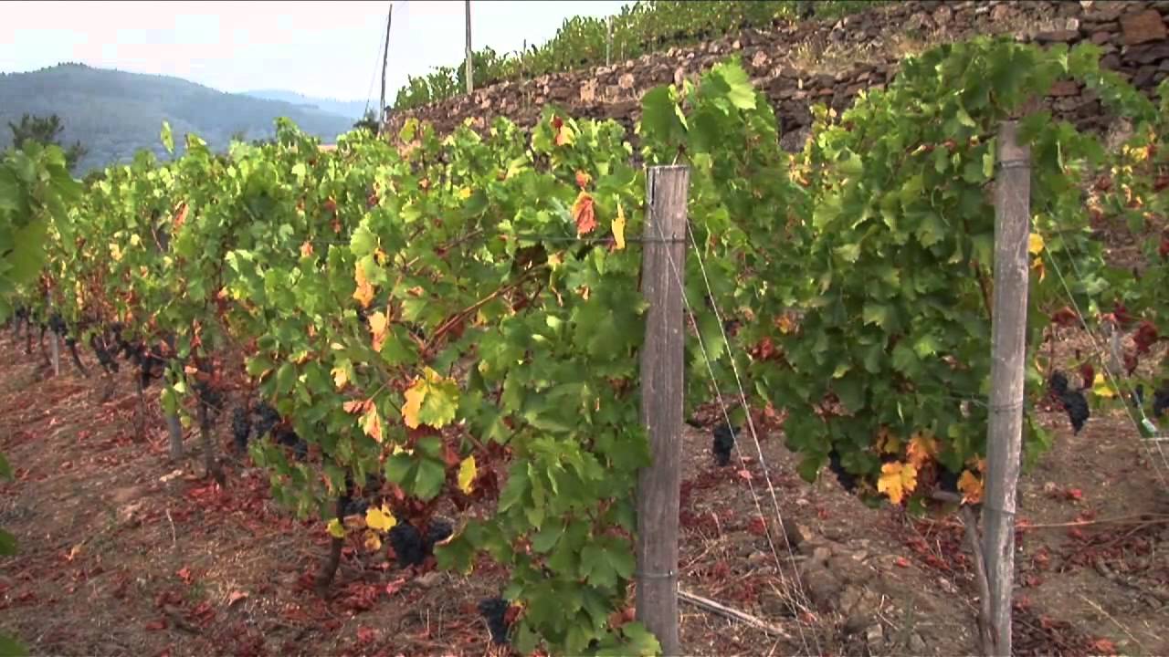 Finca Míllara. Un paseo por la  Ribeira Sacra