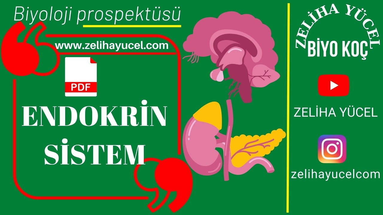 Endokrin Sistem  #ayt #sistemler