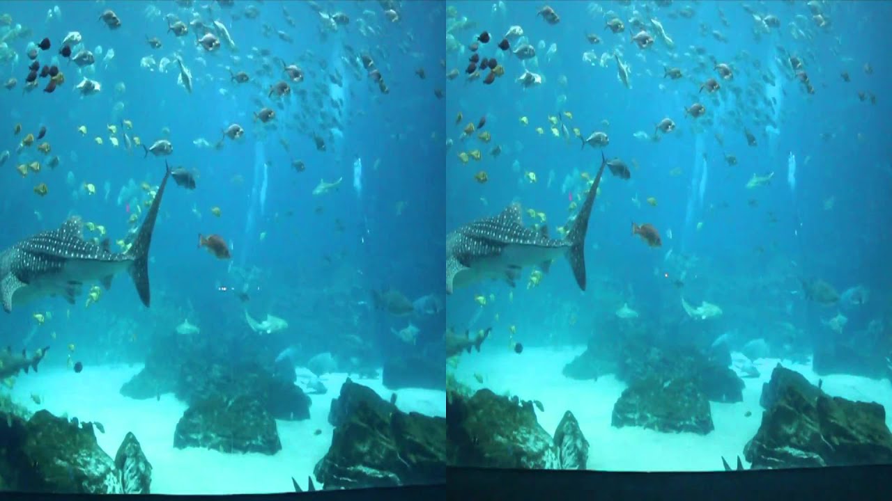 Ocean Voyager yt3d:enable=true 3D World's Largest Aquarium