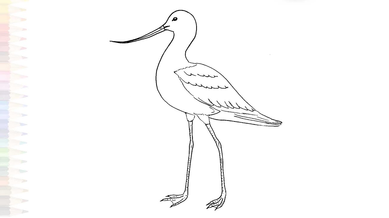 Pied avocet drawing easy | Birds drawing tutorial | How to draw A Avocet step by step | #artjanag