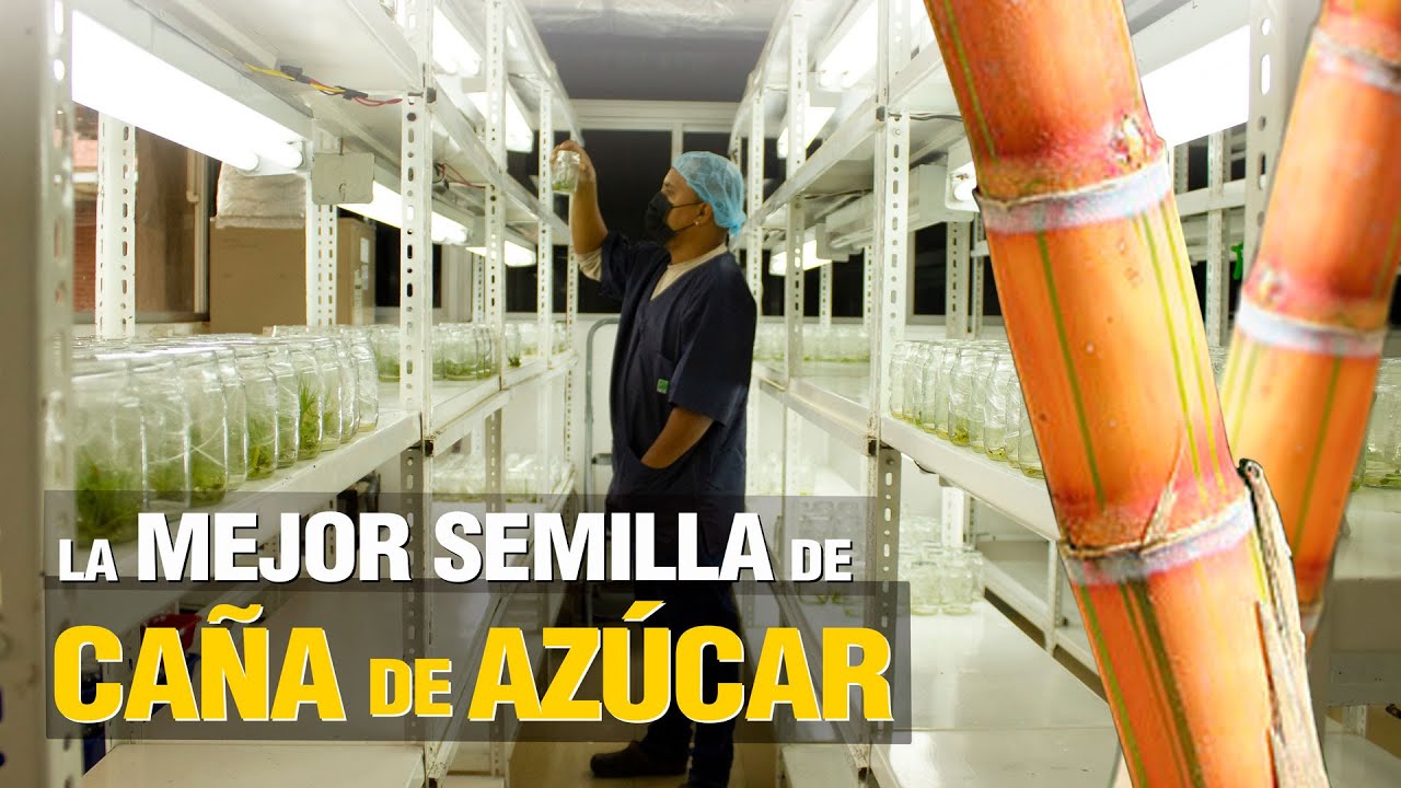 ¡LA MEJOR Semilla de Caña de Azúcar! 🌱