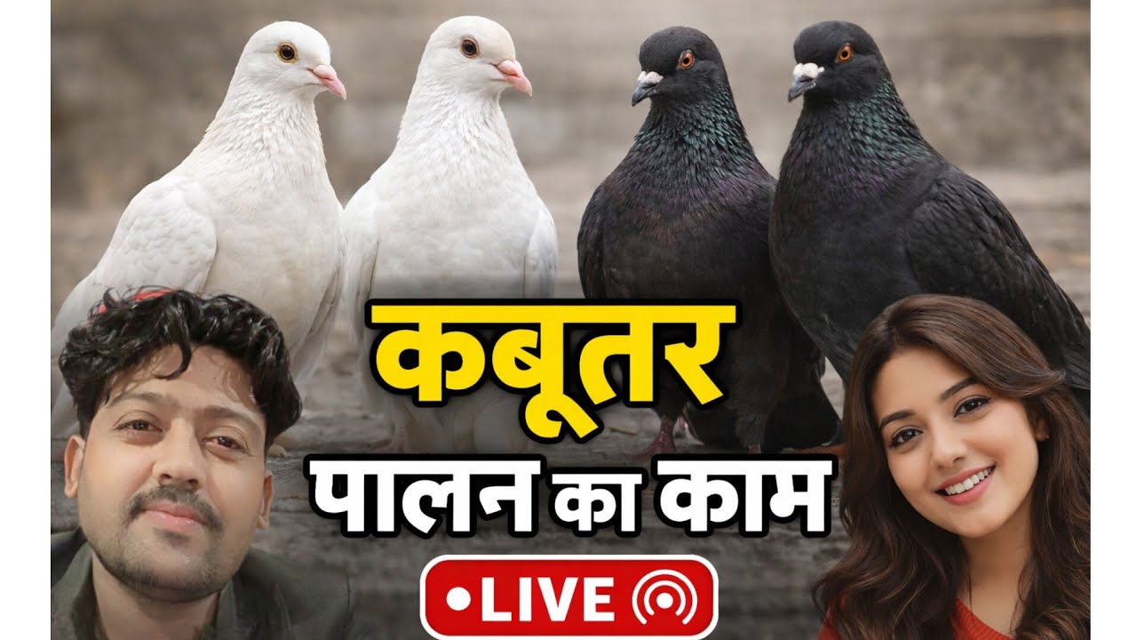 LIVE Pigeon Farming 🕊️ | White & Black Pigeons | Kabootar Live