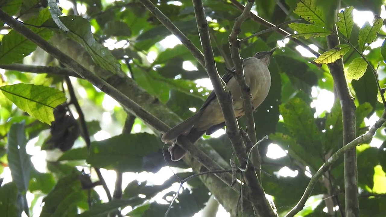 Clay colored Thrush. Turdus grayi - Mirla Parda