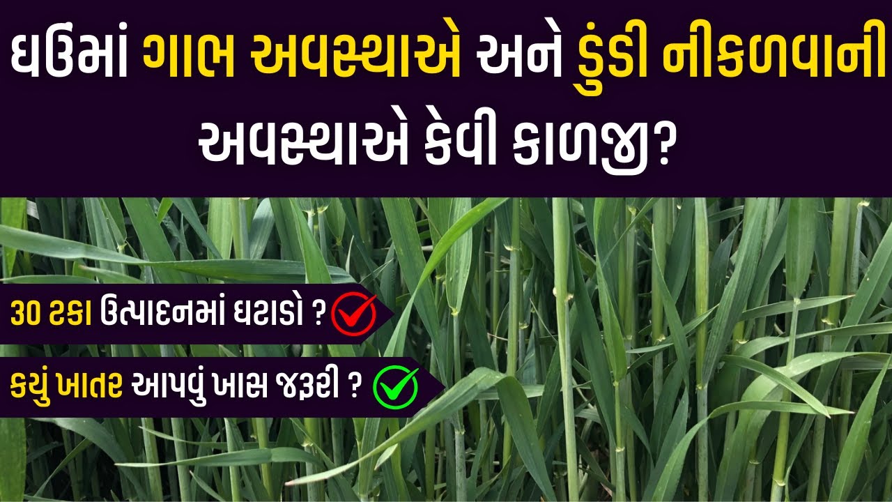 ઘઉંમાં ગાભ અવસ્થાએ અને ડુંડી નીકળવાની અવસ્થાએ કેવી કાળજી રાખવી । ઘઉં @KhedutPathshala