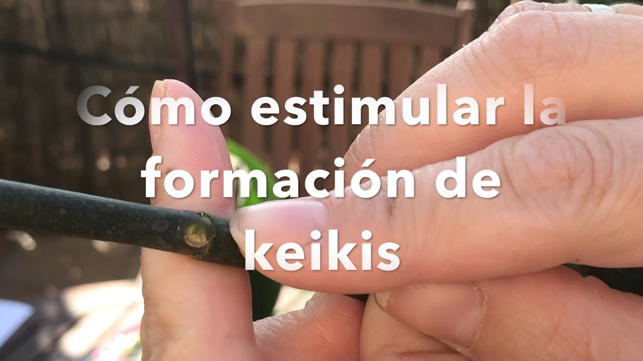 Estimular keikis con pasta de citoquinina. Keiki power.