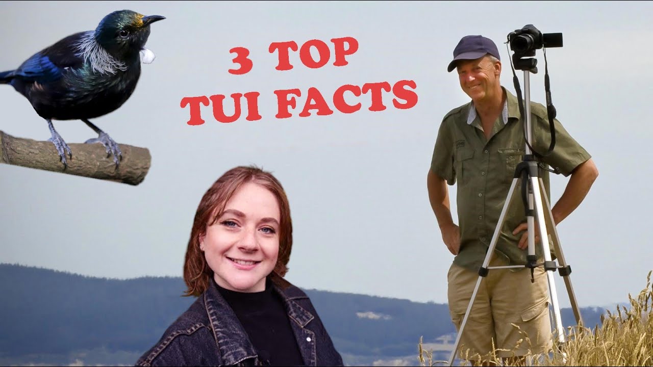 Tui Bird - Три главных факта о новозеландской туи.