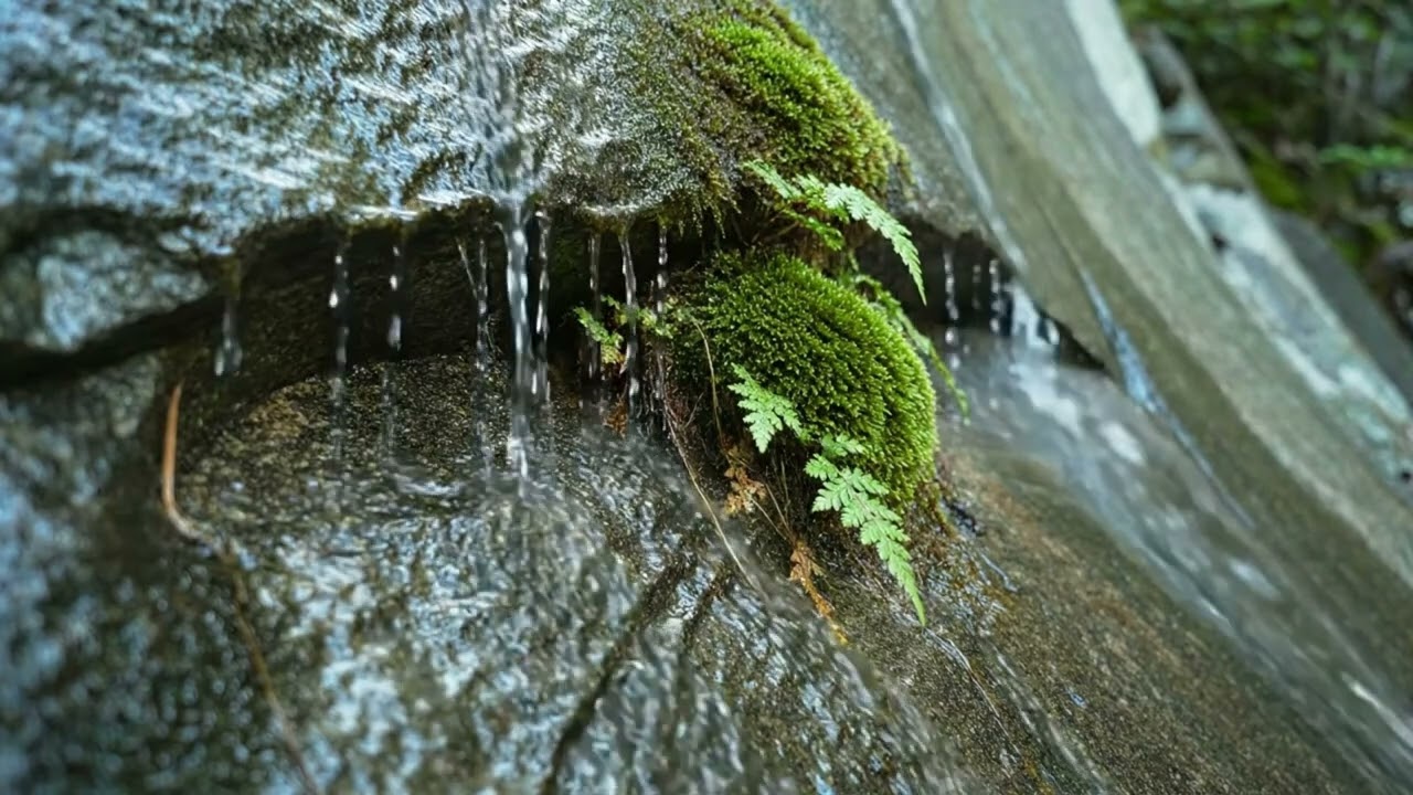 Vital Nature Sounds 🌿 | Relaxing Ocean Waves, Forest Rain & Bird Songs for Sleep & Focus