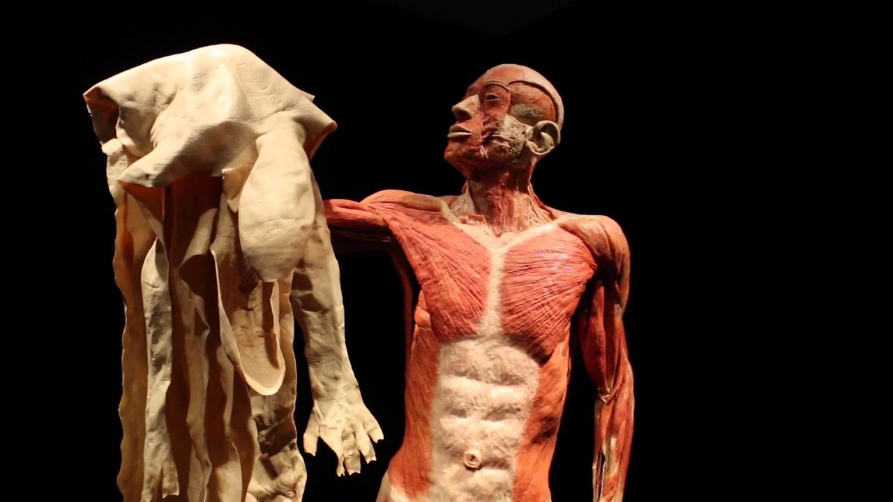 Body Worlds
