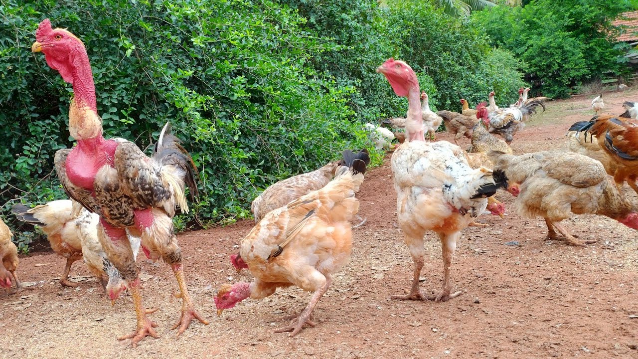 Criação de galinhas caipiras sempre com ótima lucratividade.