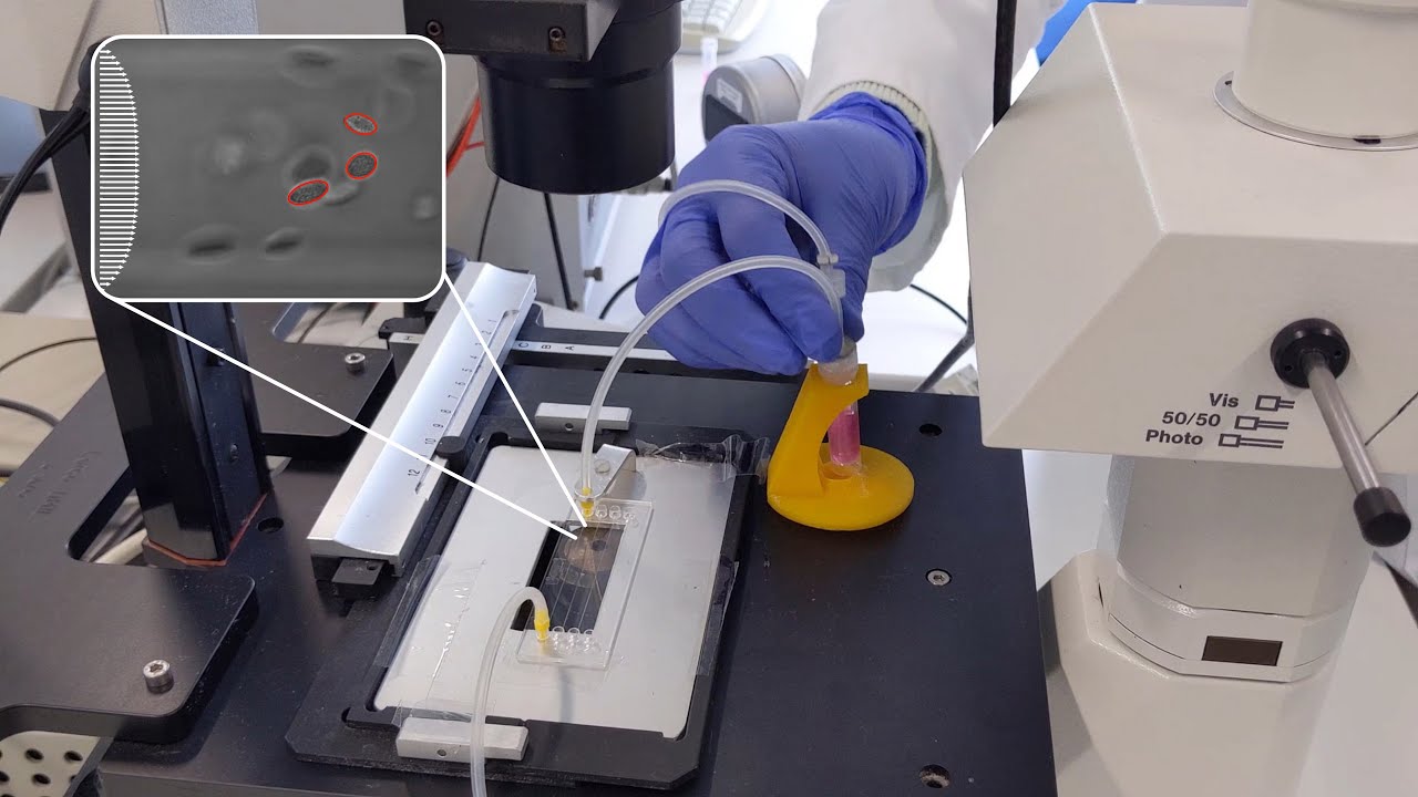 Viscoelastic properties of suspended cells measured with shear flow deformation cytometry