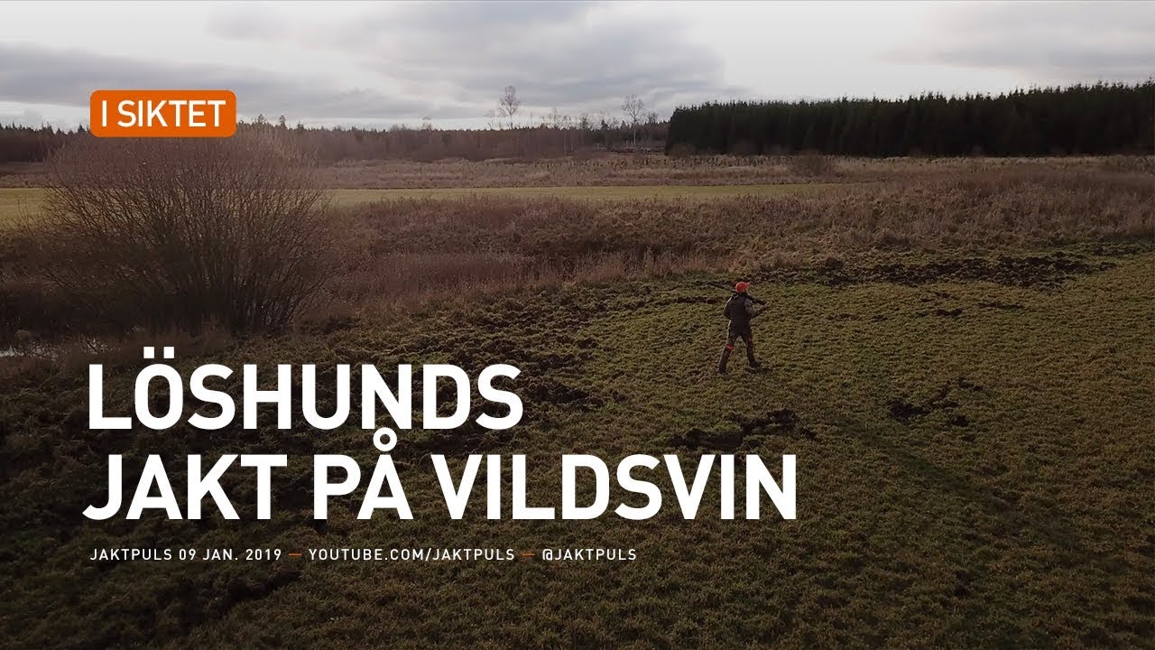 L&ouml;shundsjakt p&aring; vildsvin