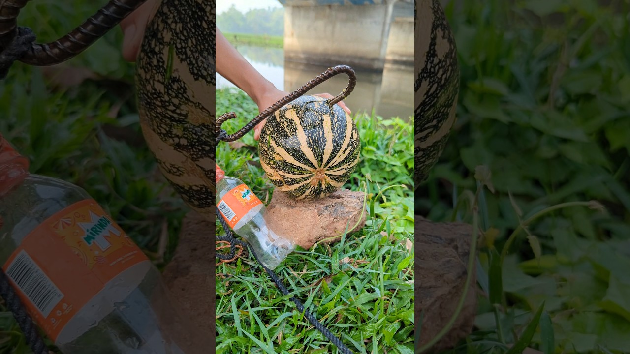 Unique Fishing Technique, with Pumpkin bait #fish_bait#bait_fishing