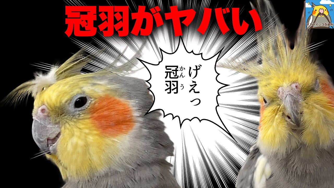 【オカメインコ】冠羽！だーいばくはつ～