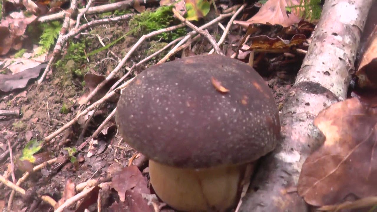 Amanita caesarea y boletus aereus de septiembre de 2021