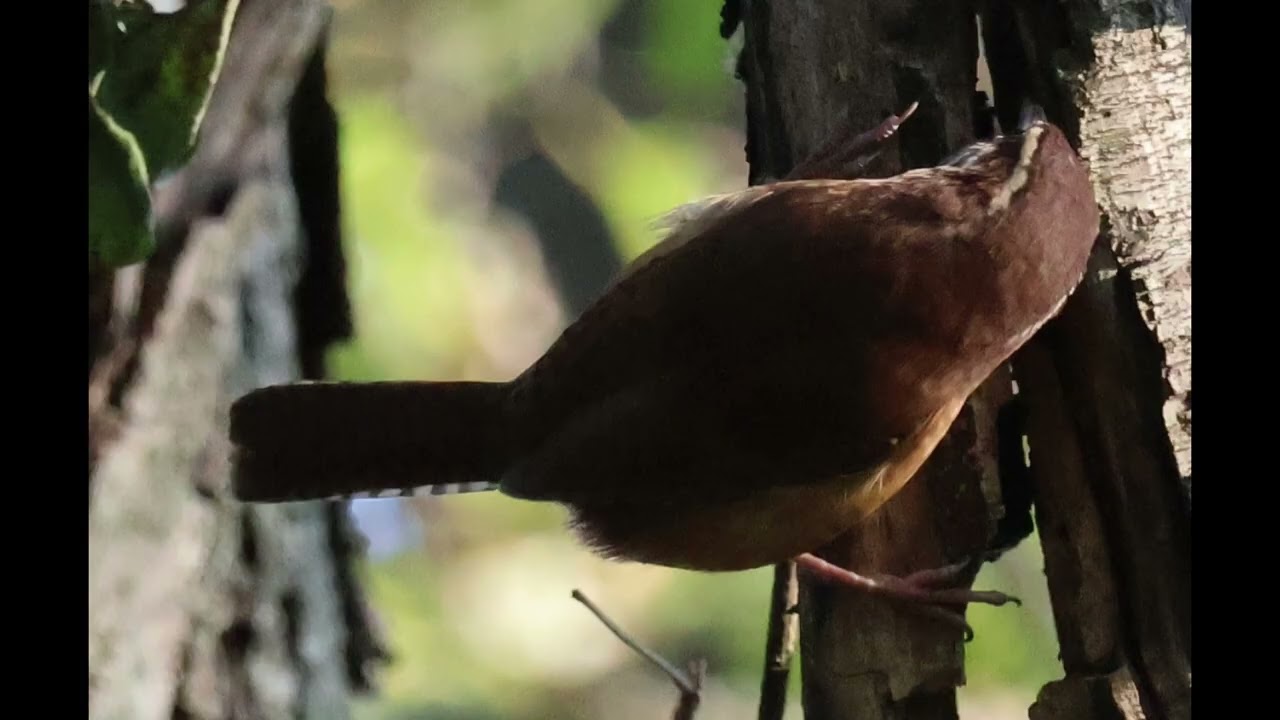 BASHAKILL BIRD RECORDINGS 12 2025 THRU 1 2026