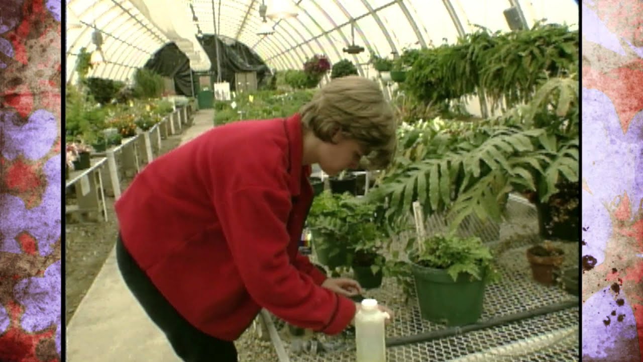 Propagating Ferns