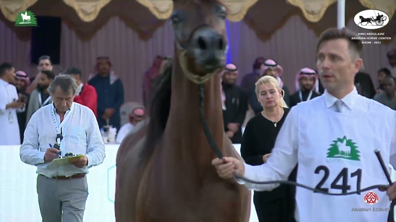 N 241 SADEH AL KHALEDIAH   King Abdulaziz Arabian Horse Center Show 2021   Colts 3 Years Old Class 9