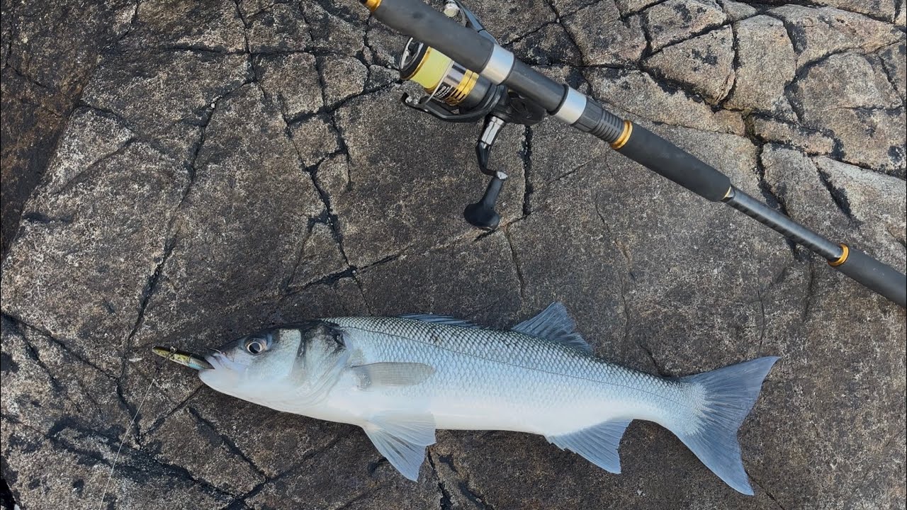 The ONLY Lures YOU Need To CATCH Sea BASS!! They WORK
