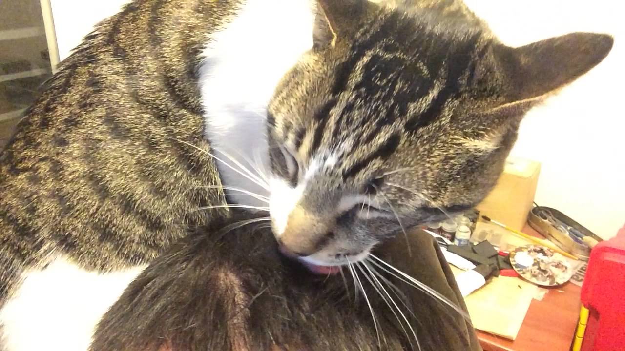 Gato lame cabeza