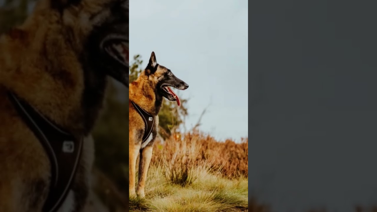 The Shocking Truth About German Shepherds