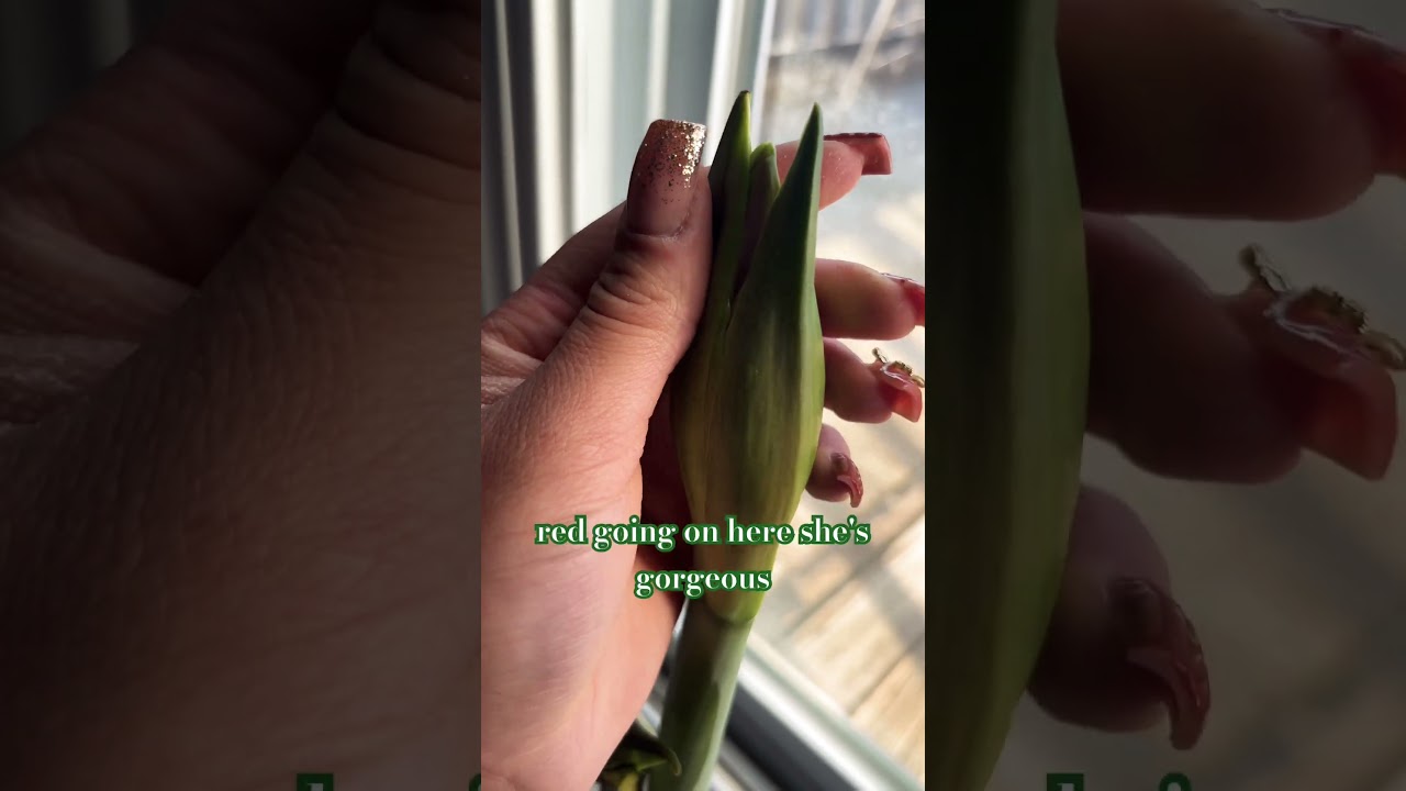 HELP 😫 what am i doing wrong with these seeds? #beginnergardening #smallcommunity