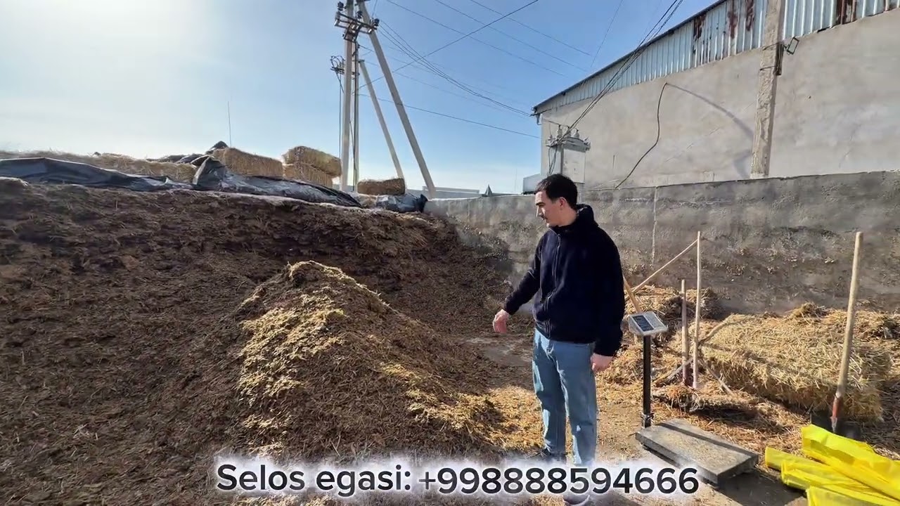 Donli seloslar Sotiladi optim Joyiga Keldik 🌽🌽 Shoshilamiz 🌽🌽