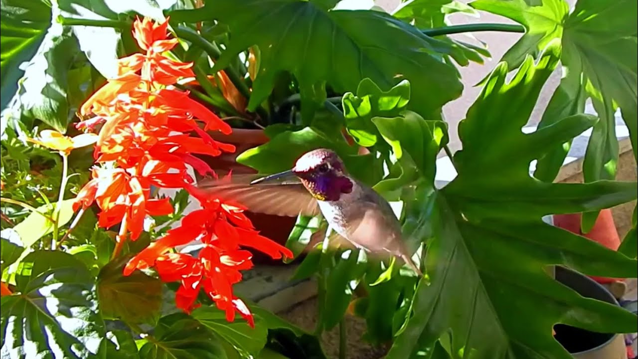 Hummingbirds & Salvia