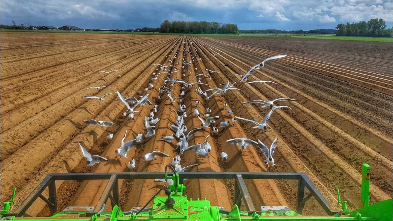 Spraying Fertilizer (before) & Ridging of Potatoes | Texel 2019