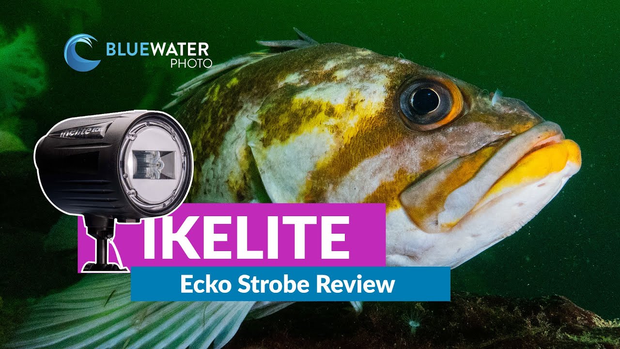Новый Ikelite Ecko Strobe протестирован под водой (полный обзор + примеры фотографий)