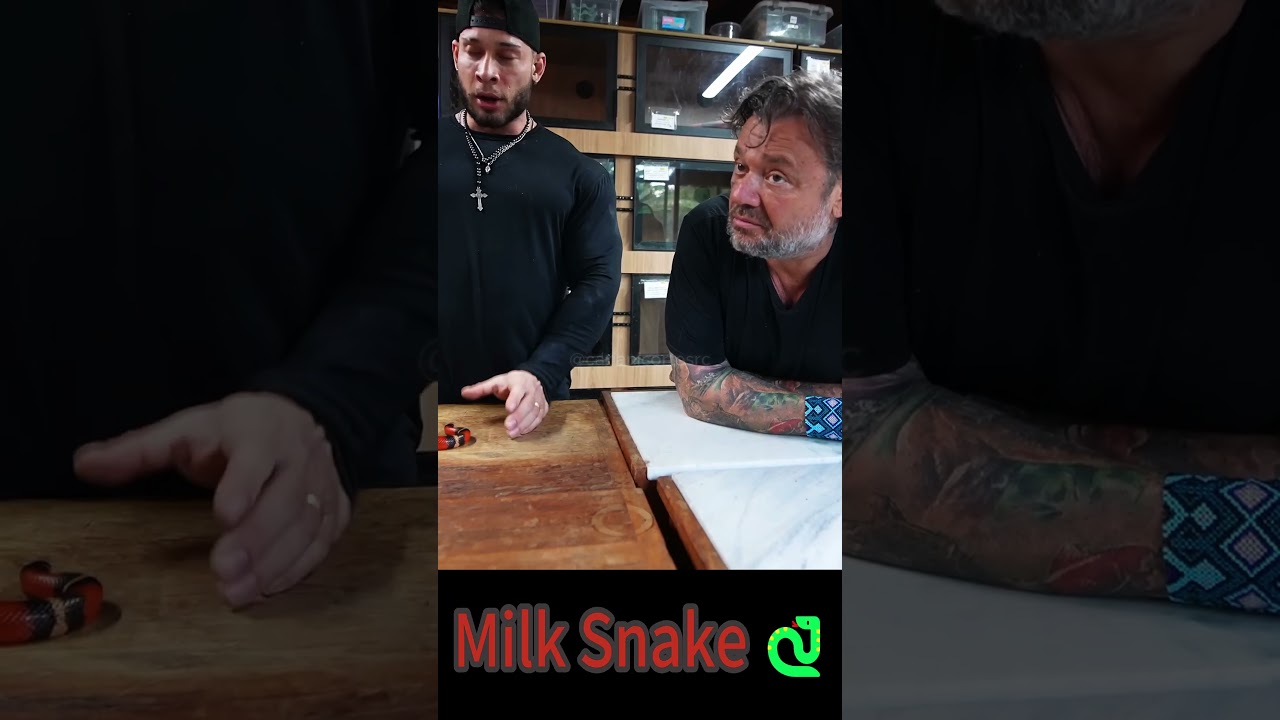 MILK SNAKE - UMA CORAL FALSA 