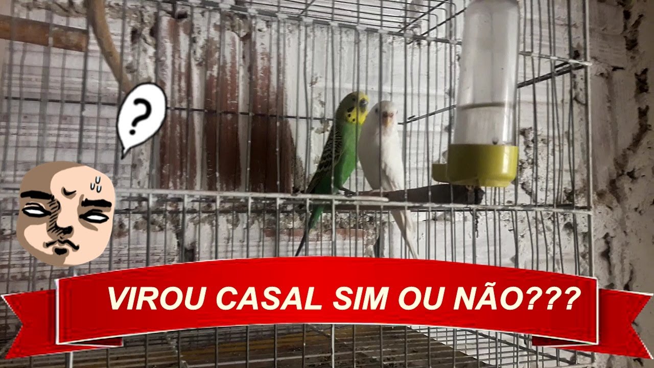 COMO IDENTIFICAR SE OS PERIQUITO AUSTRALIANO FORMOU OU NÃO CASAL.