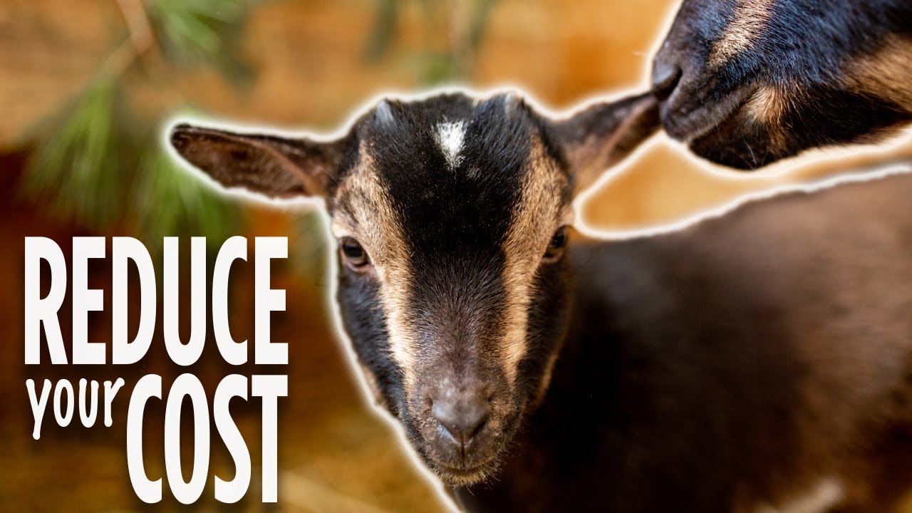 Feeding goats in the winter