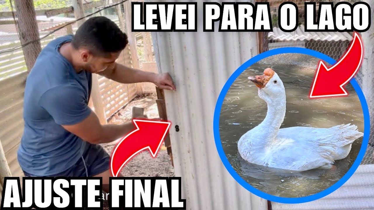 Fazendo fechadura para porta do viveiro | Pegando Palha e ninho calopsita | Aves Recriar 