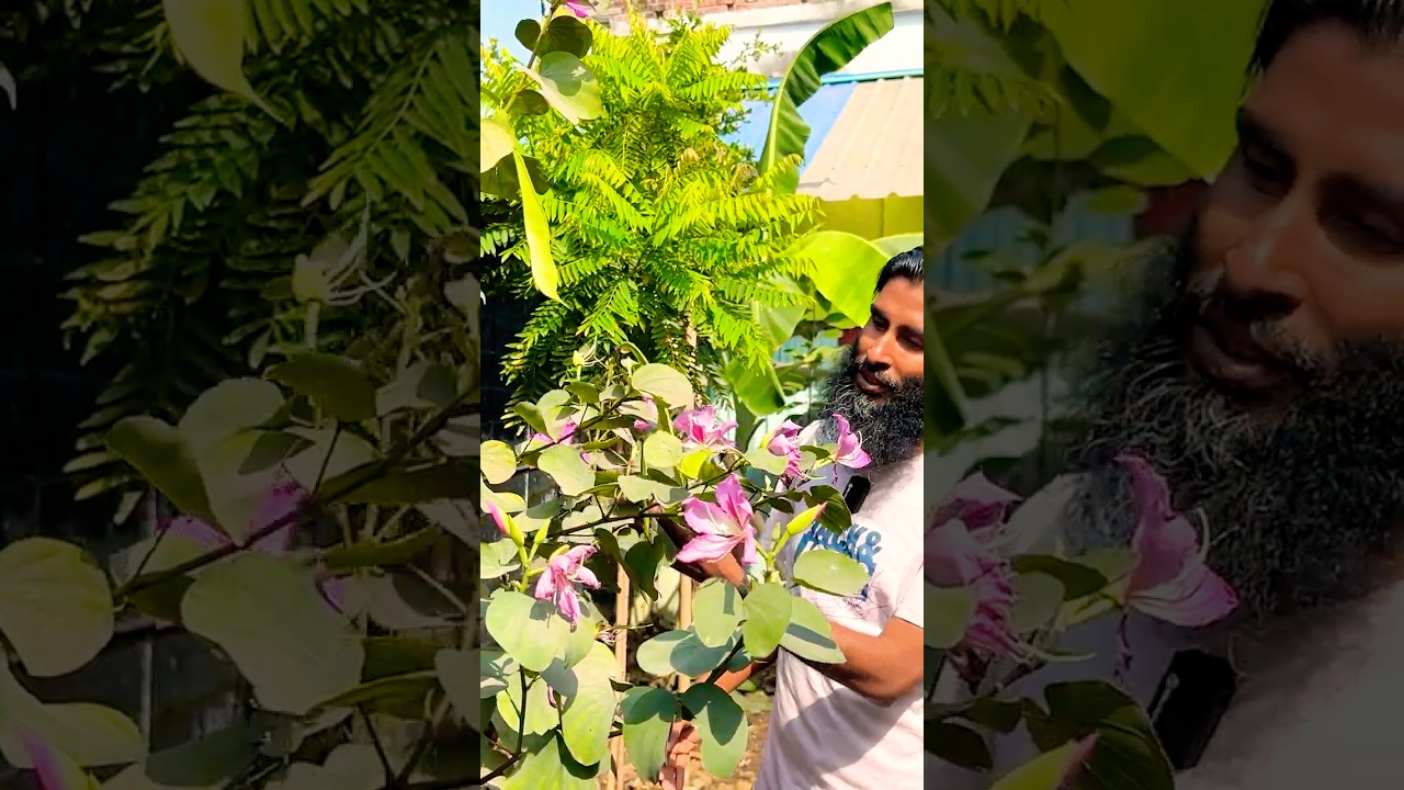 বসন্ত ! #gardening #flowers #birds