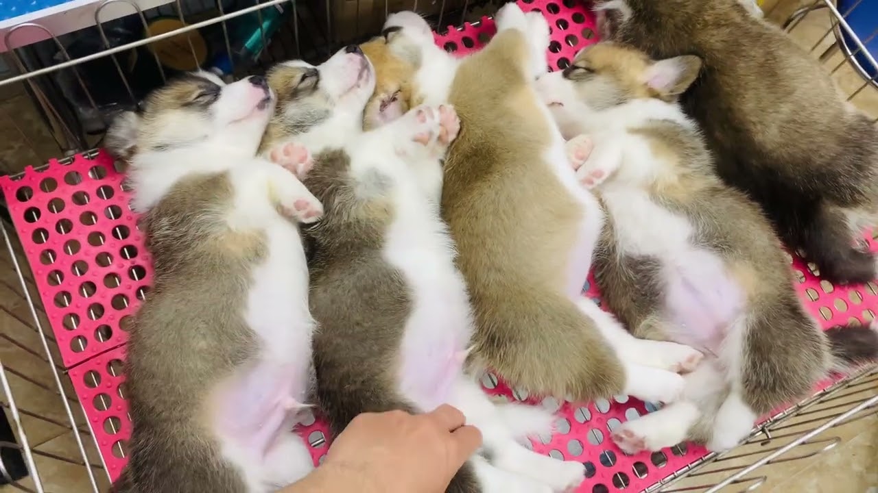 Ngủ say nhưng gọi vẫn dậy luôn